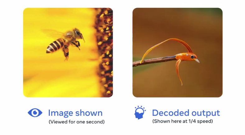 Capture d'une des frames du processus de reconnaissance des images par MEG. À gauche, l'image montrée aux volontaires, à droite, l'image décryptée par le décodeur  © Meta