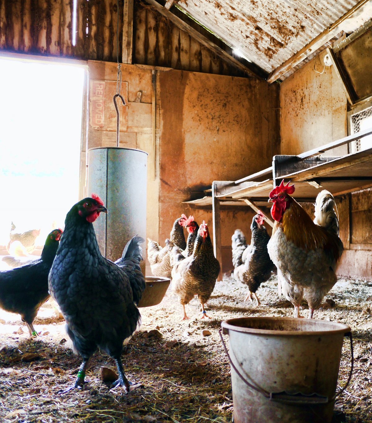  Des poules précieusement surveillées grâce à l'IA © Brett Jordan / Pexels
