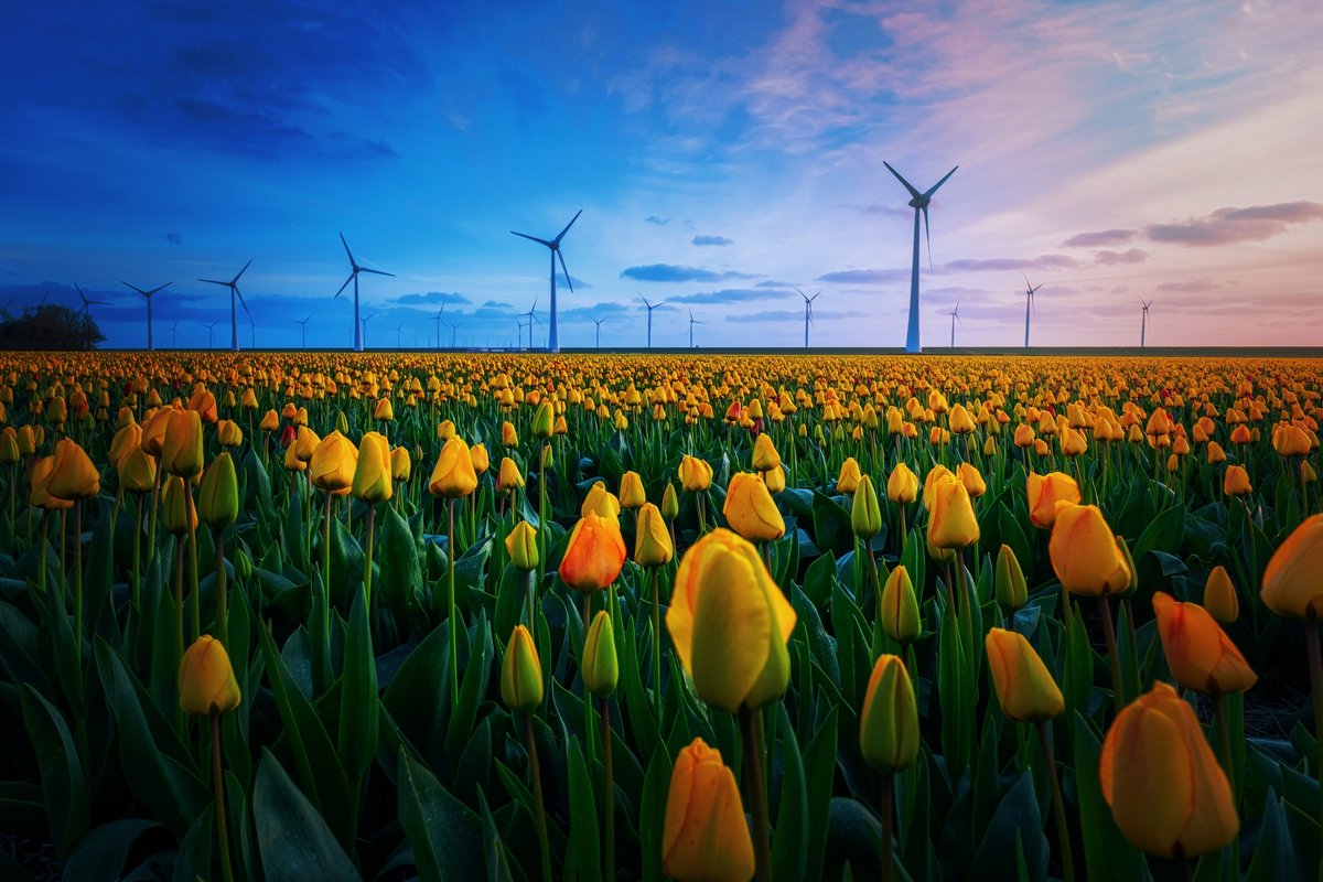 Un champ éolien, dans un champ de tulipes © sofinitaa / Shutterstock