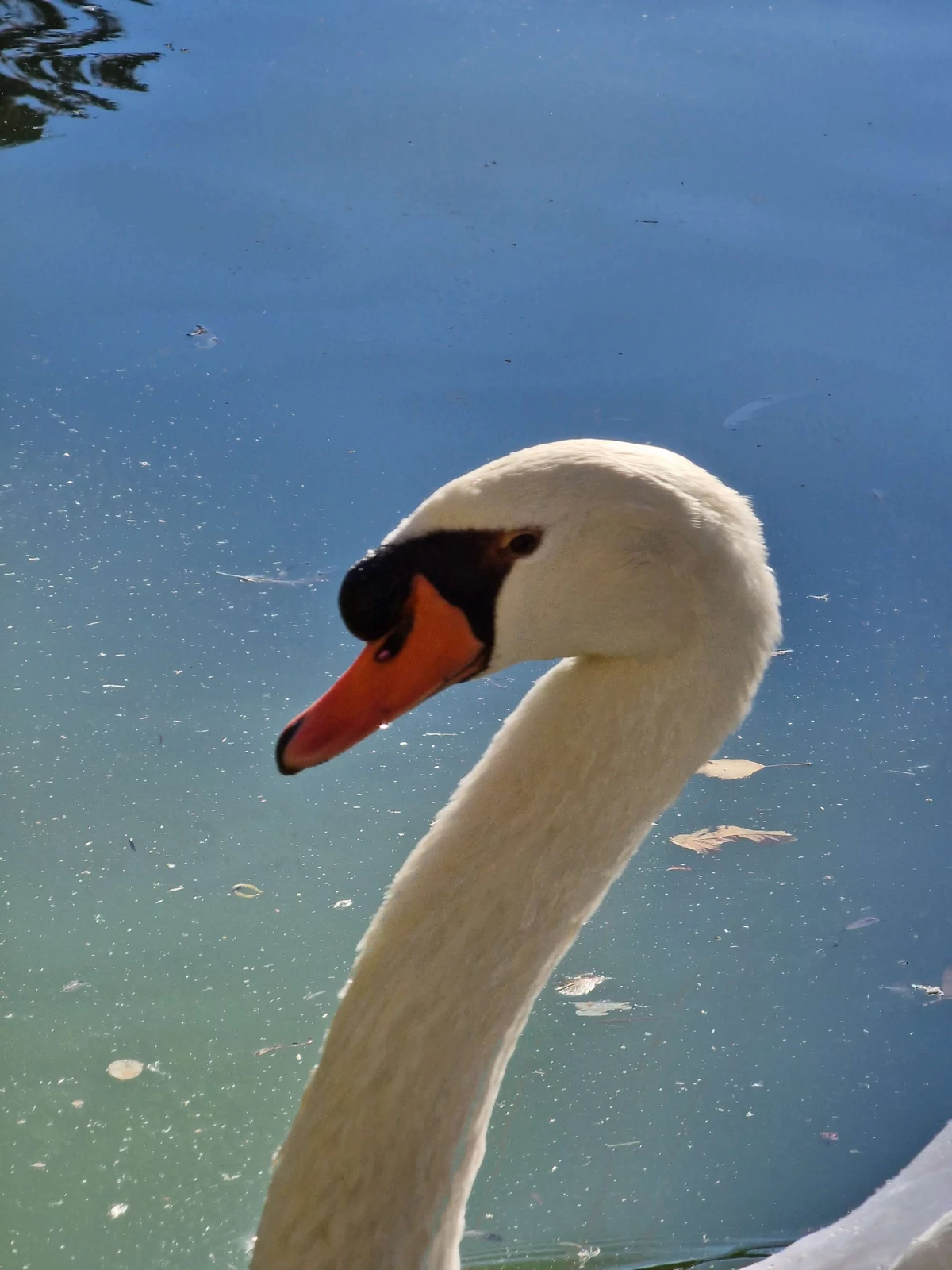 Cygne lac