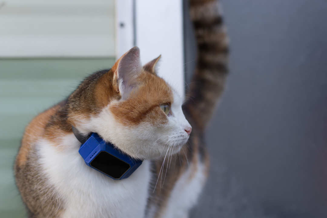 Collier de chat Airtag, collier de chat imperméable avec porte