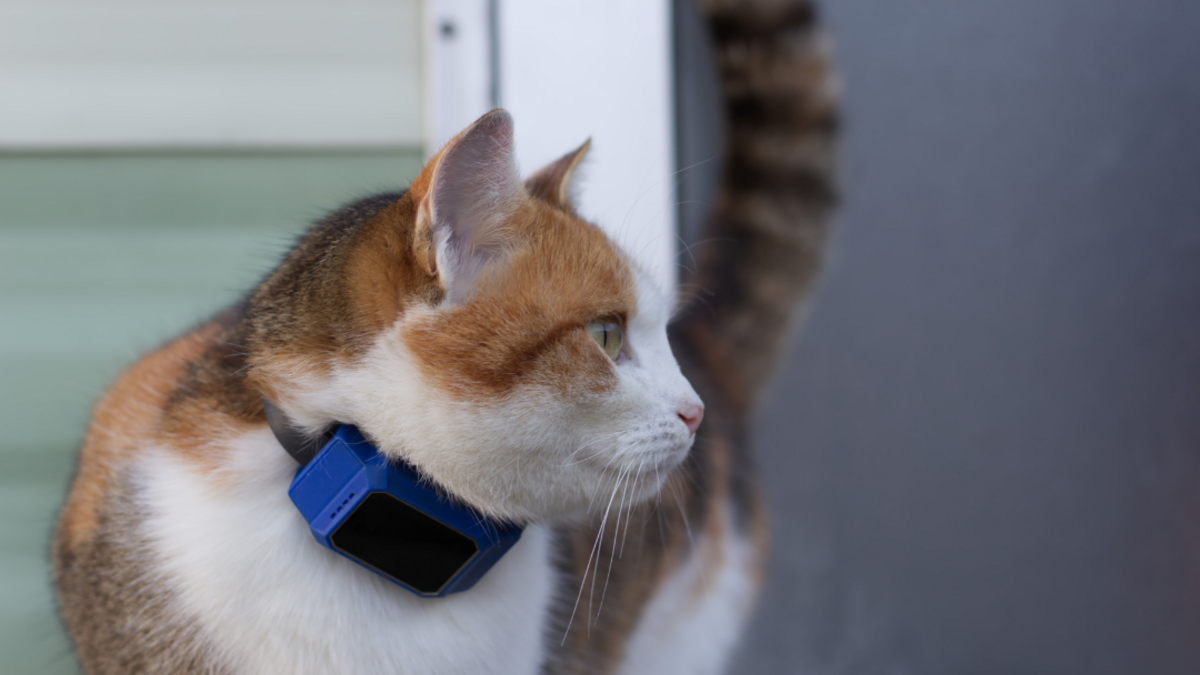 Quels sont les meilleurs colliers GPS pour chat ? Comparatif 2024