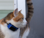 Quels sont les meilleurs colliers GPS pour chat ? Comparatif 2024