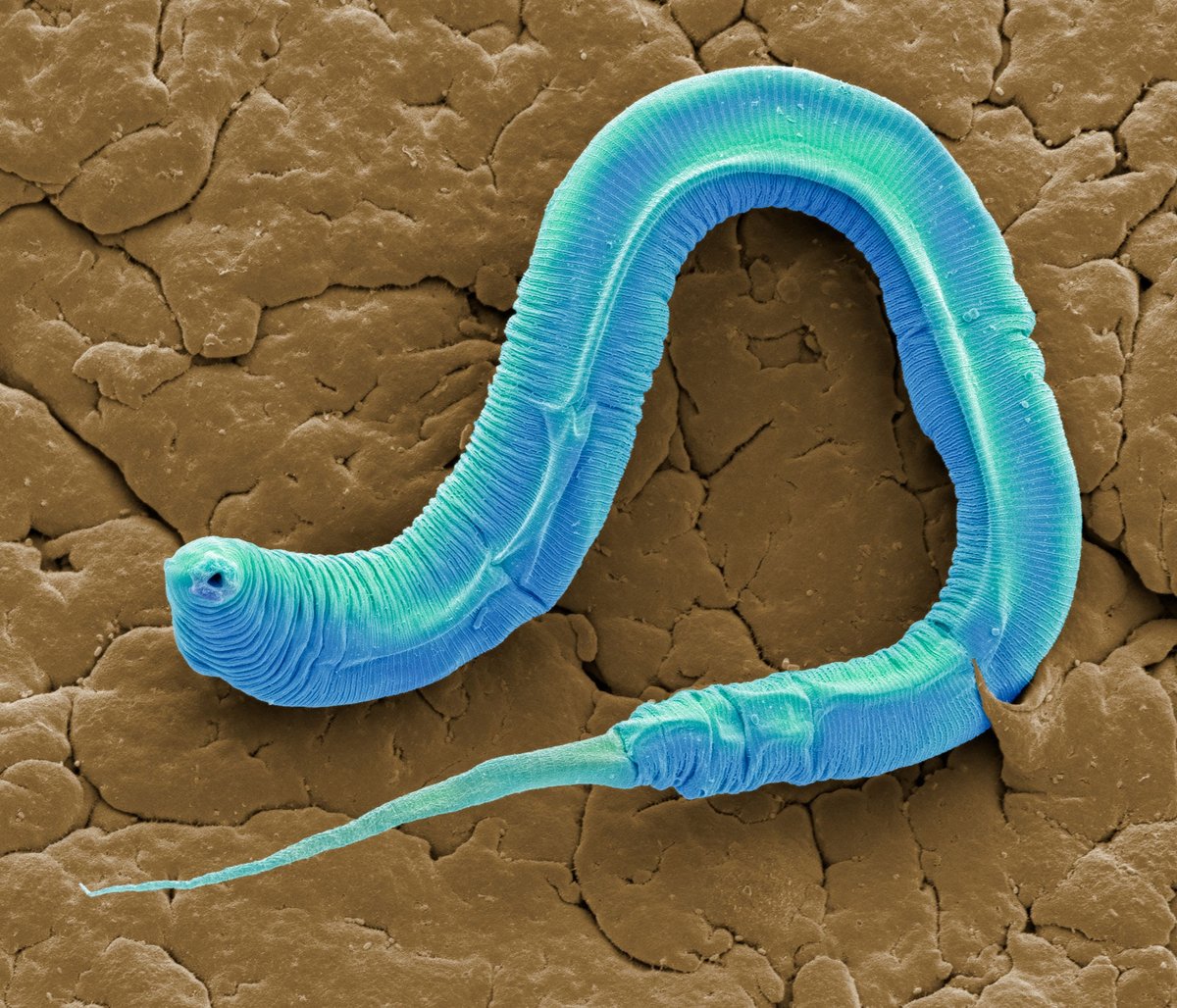  Caenorhabditis elegans, petit nématode bactérivore  © Science & Vie n°1237, Octobre 2020