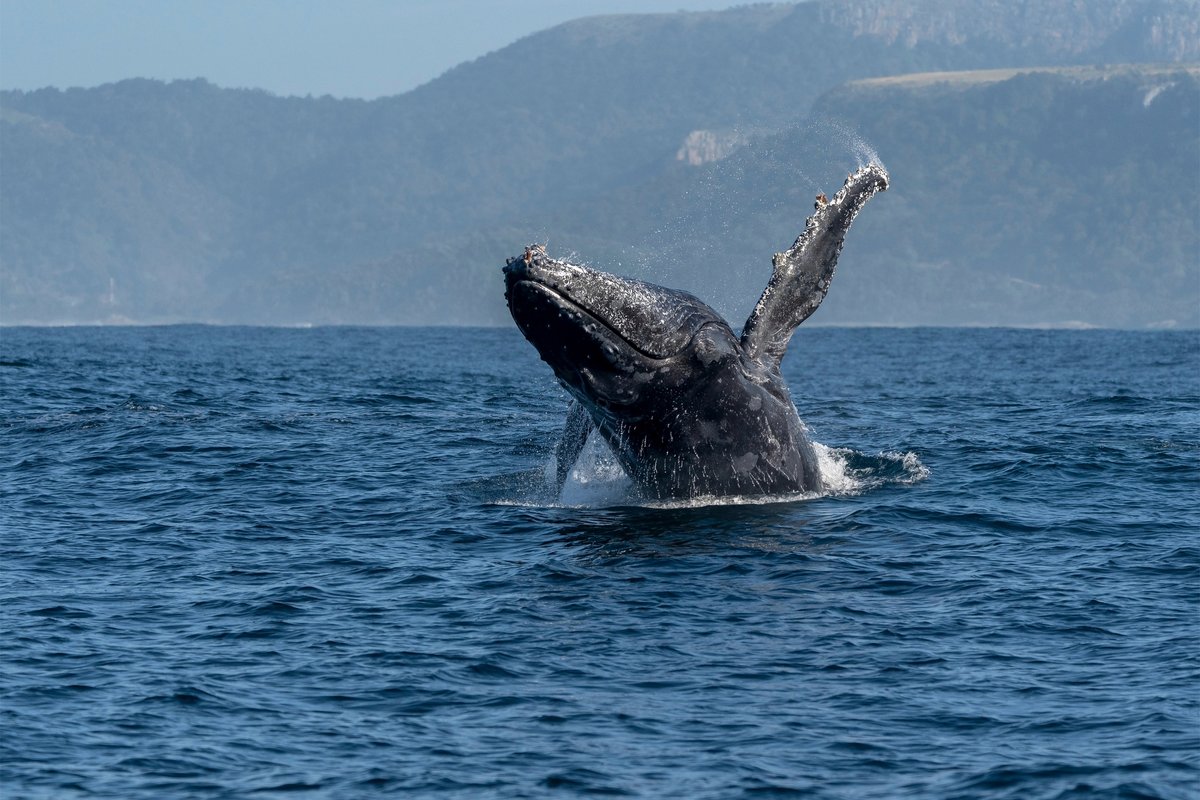 Baleine à bosse © Mostafa Akl / Shutterstock
