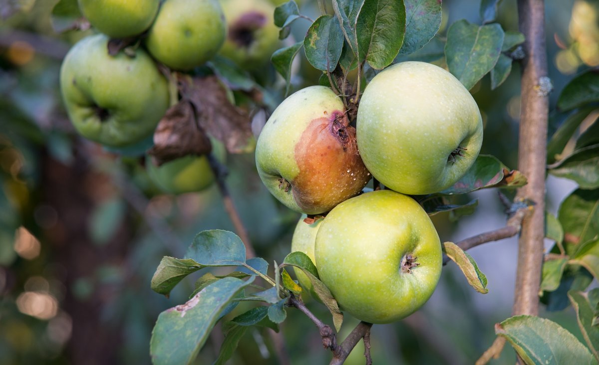 Des pommes touchées par un champignon © ArtMari / Shutterstock