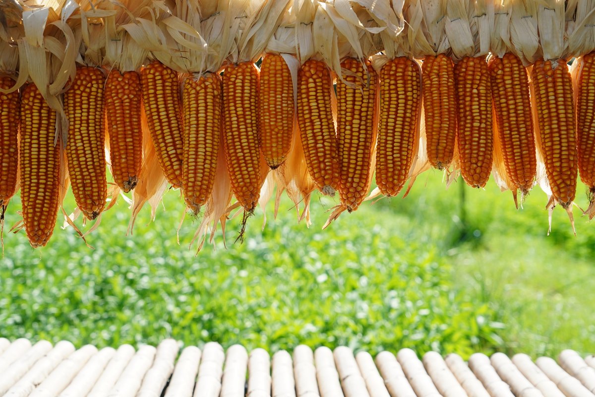 Des lots de maïs © meechai39 / Shutterstock