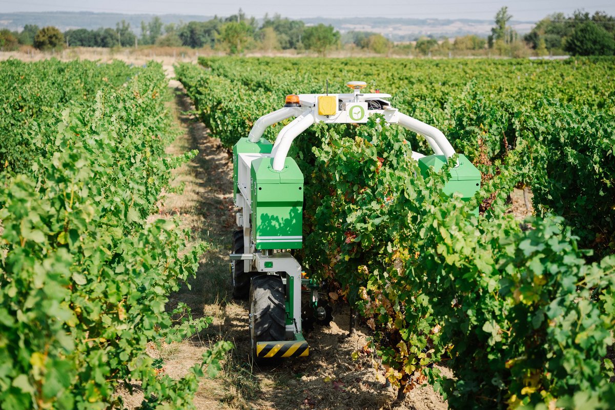 Le robot TED, en pleine action dans les vignes © Naio