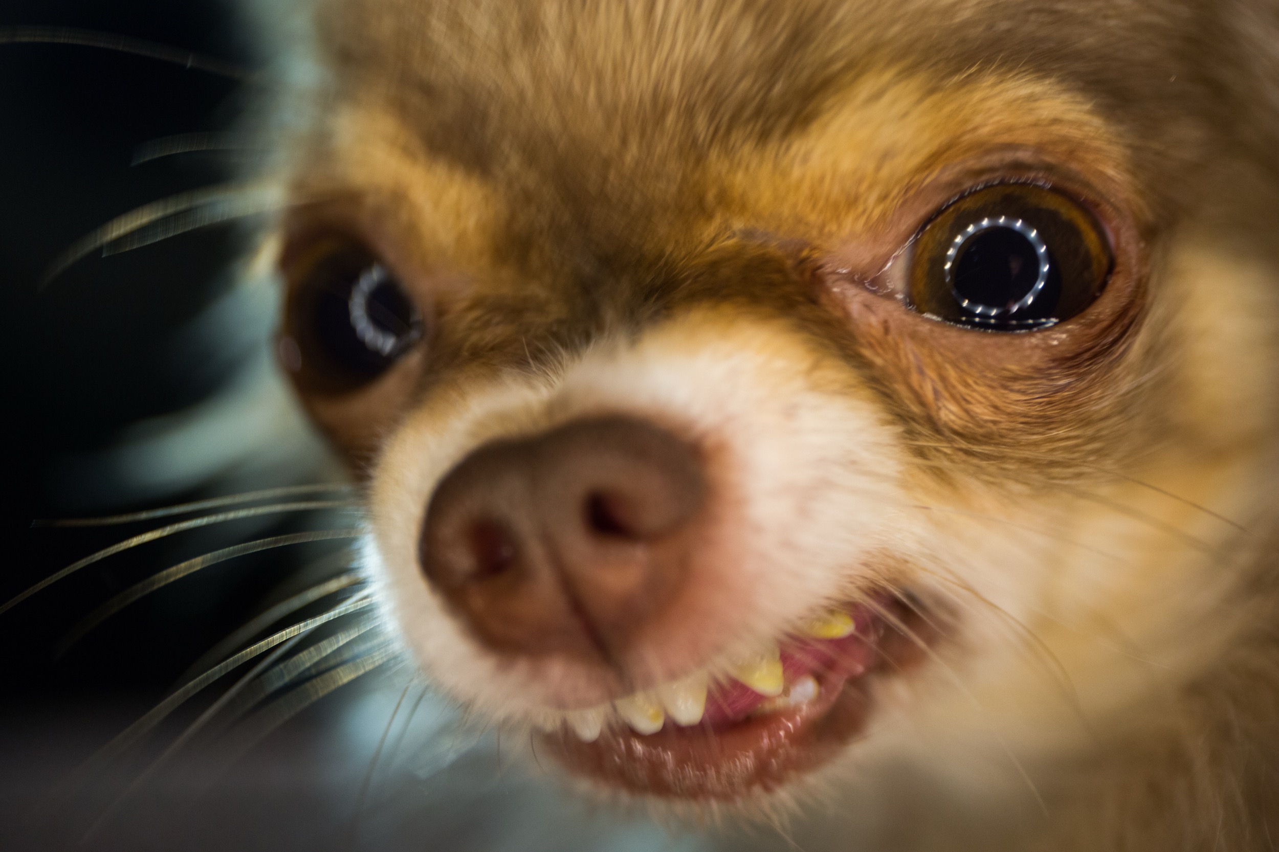 Qu'est-ce que Chihuahua, ce nouveau malware qui cible votre navigateur et vos cryptomonnaies?