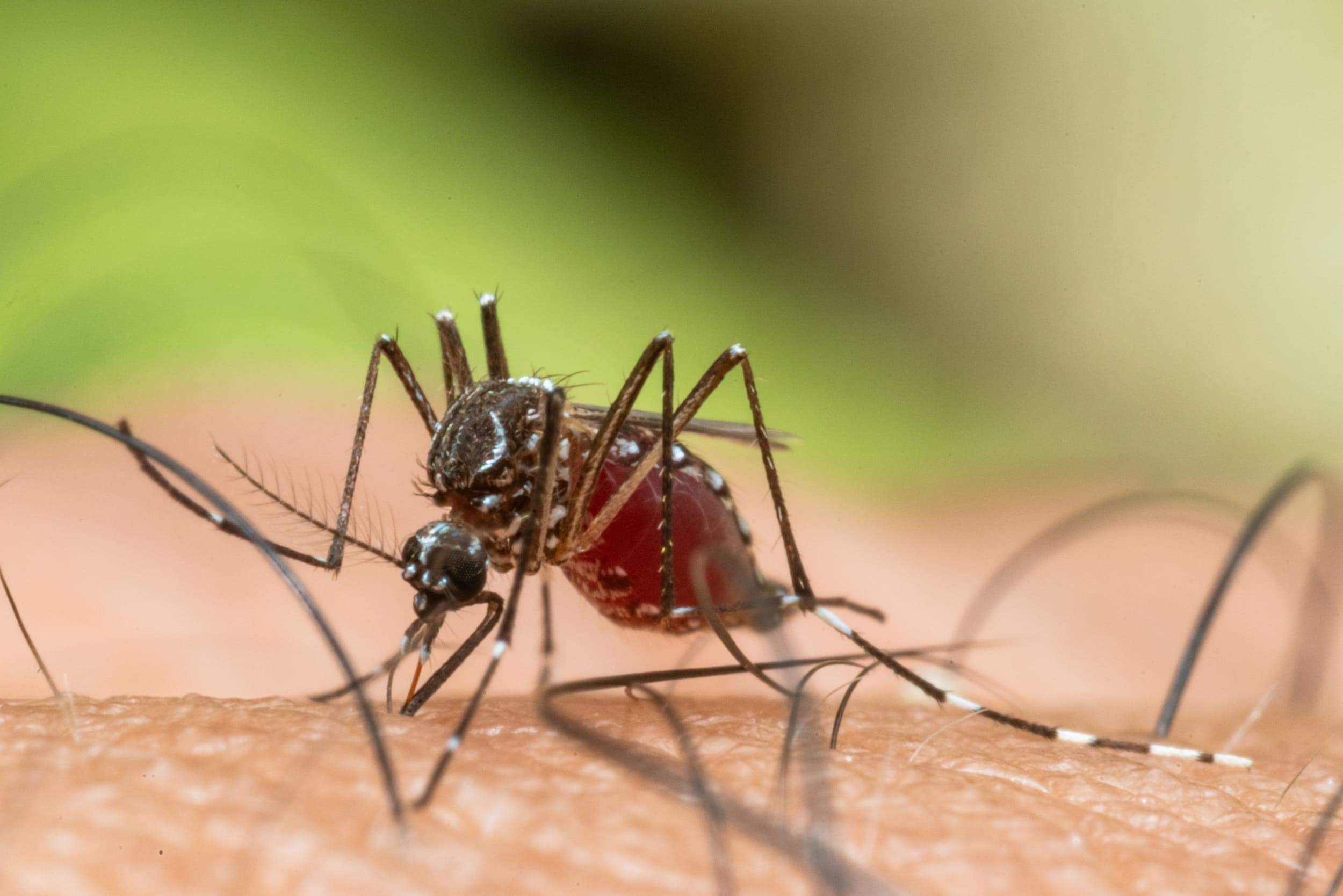 Ce que propose le Français Qista est génial, avec une capture des moustiques sans produits chimiques