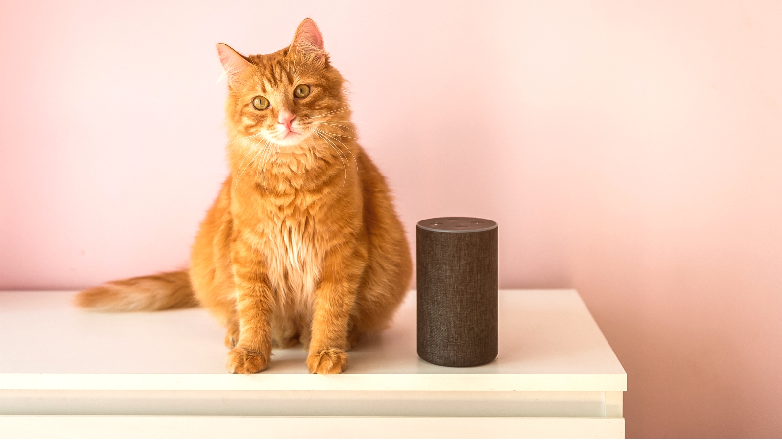 Google Home reconnaît désormais vos animaux par leur prénom grâce à Gemini