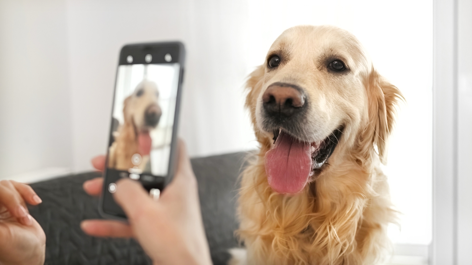 Photographiez votre animal avec un smartphone Samsung : l'IA détectera bientôt ses problèmes de santé