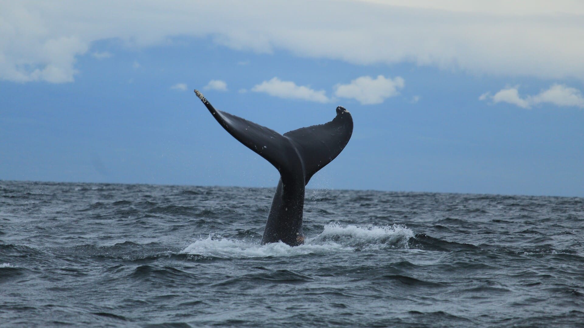Non, les baleines ne vont pas sauver le climat, selon une étude internationale sur le carbone océanique