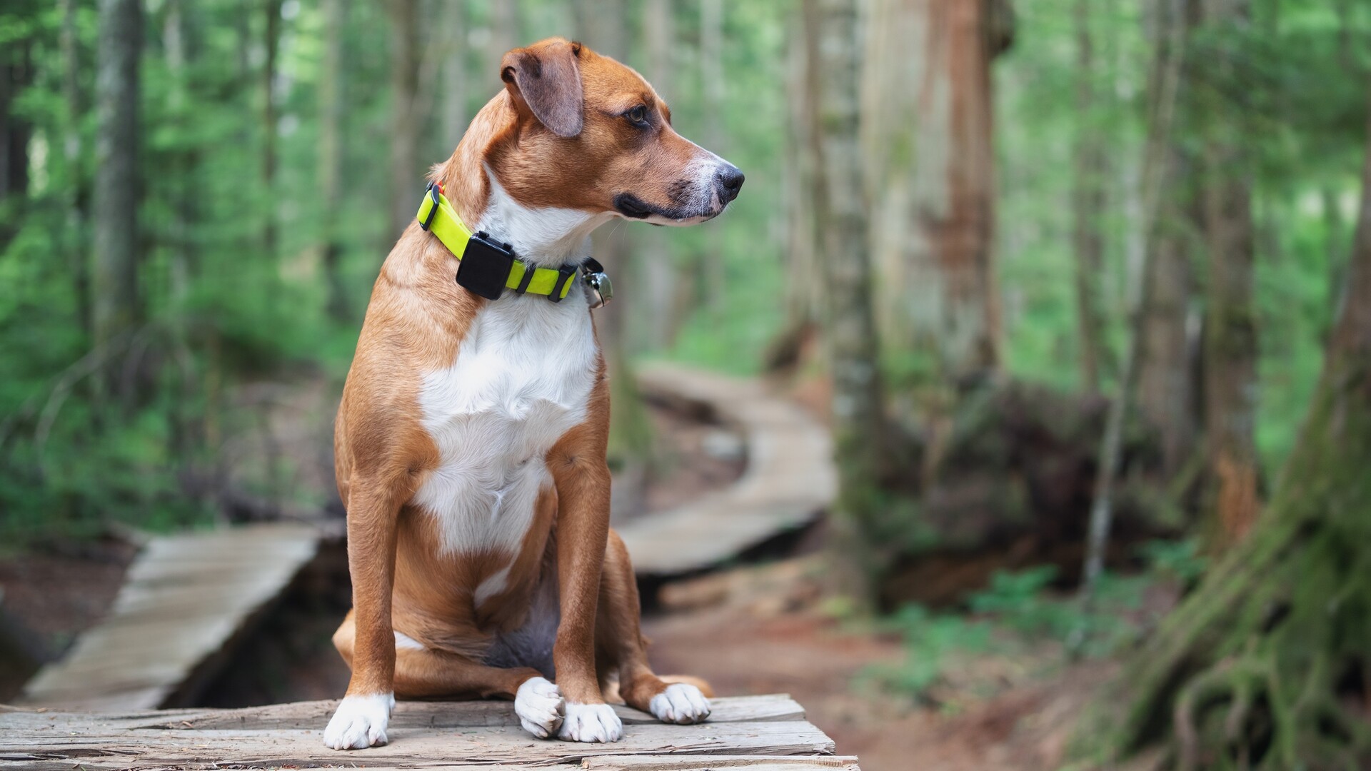 Un collier GPS pour chien considéré comme dangereux retiré de la vente en France