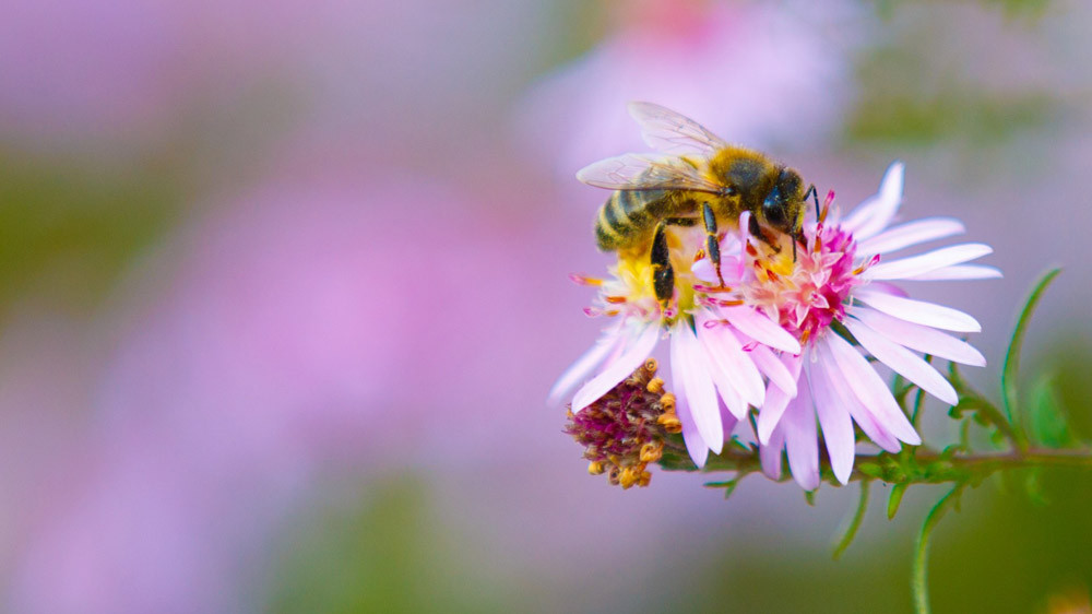 08672812-photo-abeille-biodiversite.jpg